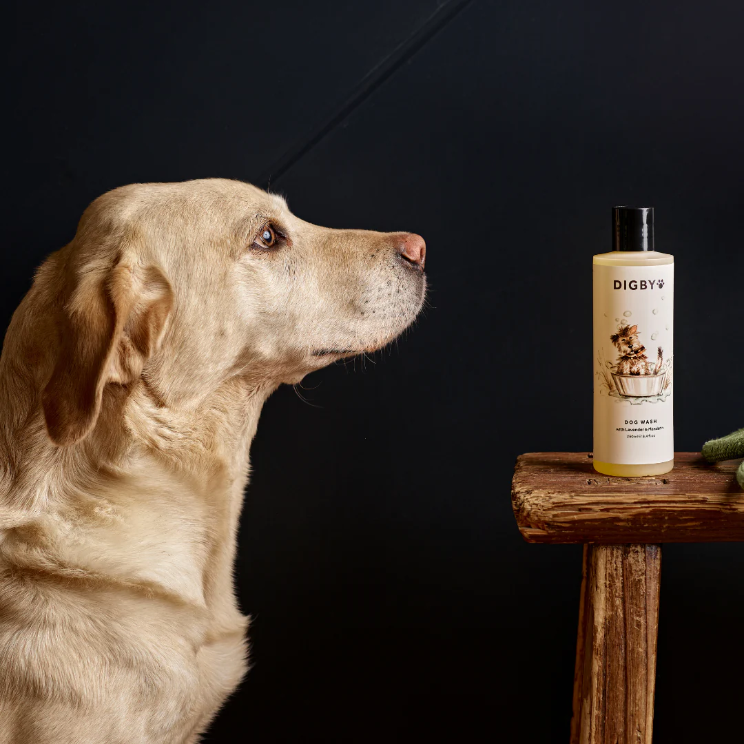 Digby Dog Wash - Image 4